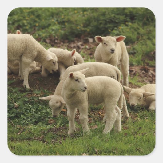 Lamb Square Sticker (Voorkant)