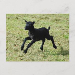 Lamb uit het briefkaart van Gotland-schapen