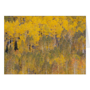 Lambert Hollow, espessen