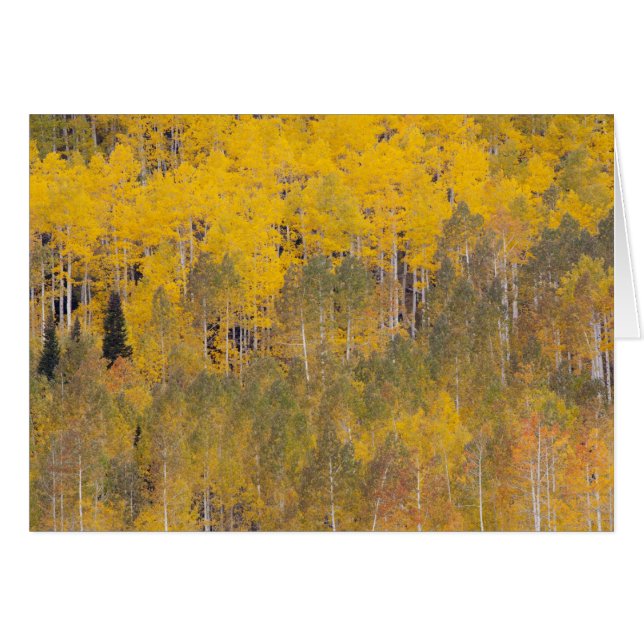Lambert Hollow, trembles (Devant horizontal)