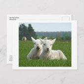 Lambs Briefkaart (Voorkant / Achterkant)
