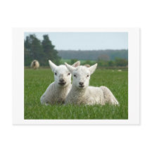 Lambs