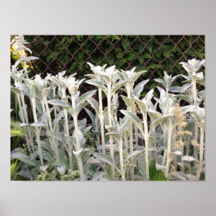 Lambs Plant Poster