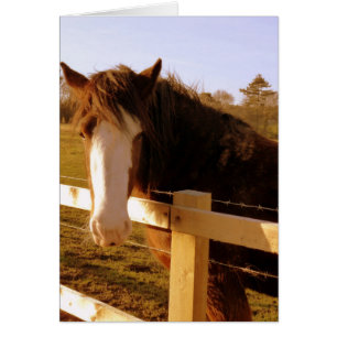 Lame blanche de cheval doux