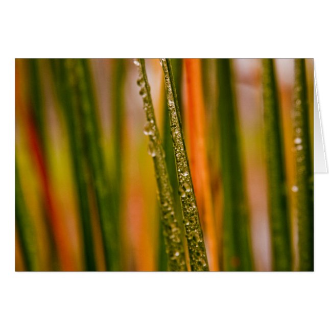 Lames d'herbe (Devant Horizontal)