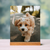 Lamina con foto de perro bonito tierno (Neutre)