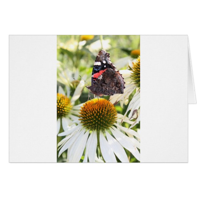 L'amiral papillon sur la fleur (Devant horizontal)