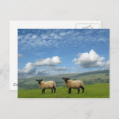 lammeren briefkaart (Voorkant / Achterkant)