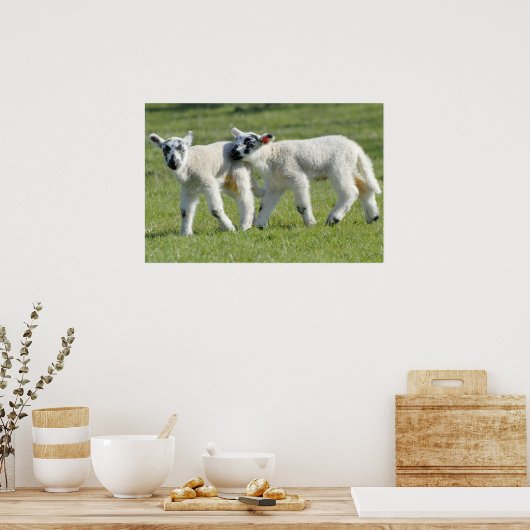 lammeren poster (Keuken)