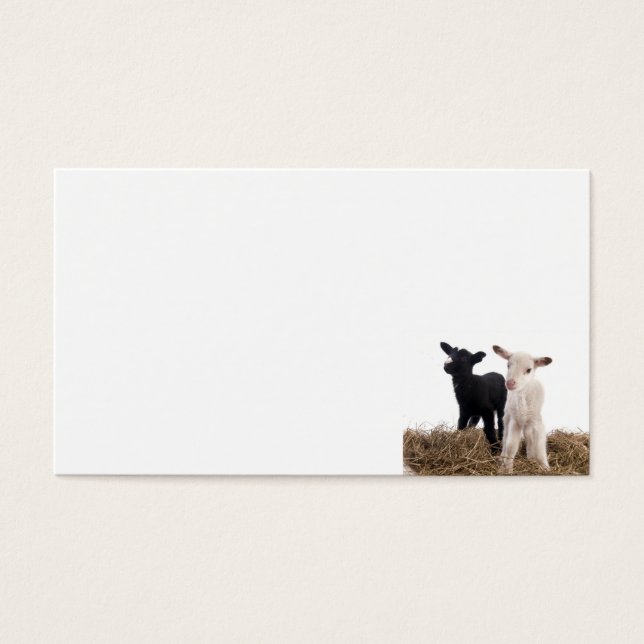 lammeren visitekaartjes (Voorkant)