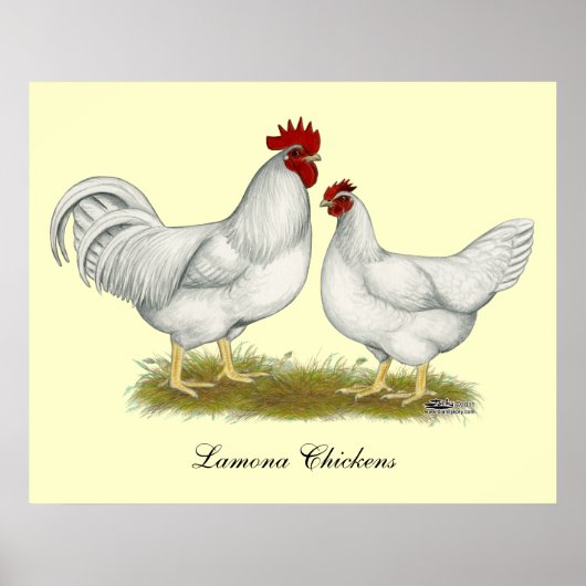 Lamona Chickens Poster (Voorkant)