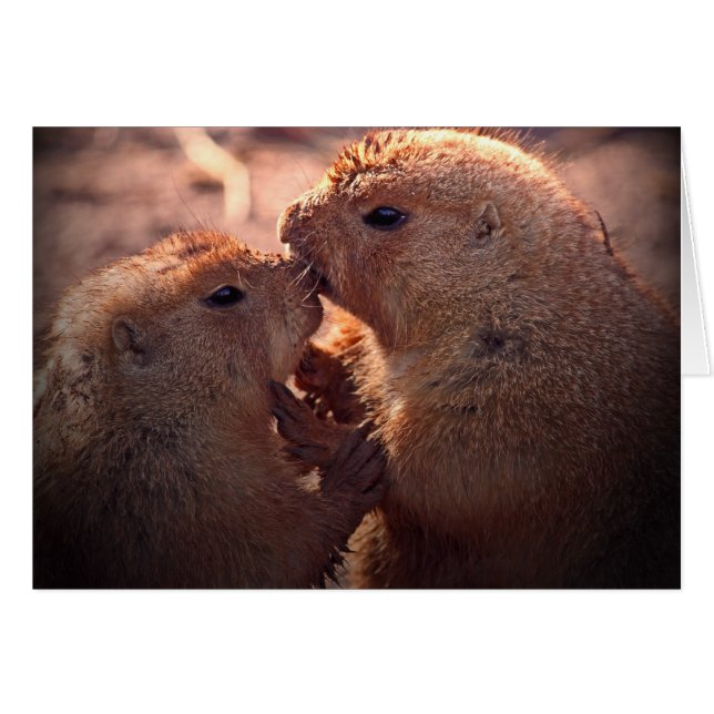 L'amour dans la prairie (Devant Horizontal)