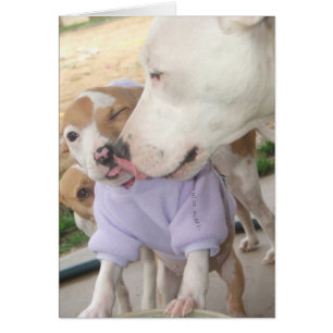 L'amour des chiots