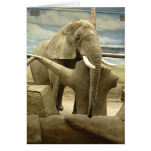 L'amour des éléphants