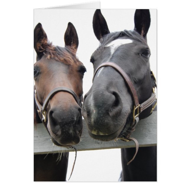 L'amour du cheval (Devant)