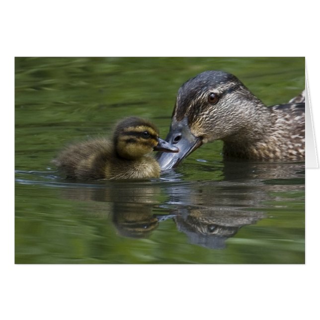 L'amour d'une mère (Devant horizontal)
