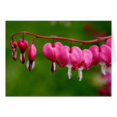 Lamprocapnos spectabilis (Devant horizontal)