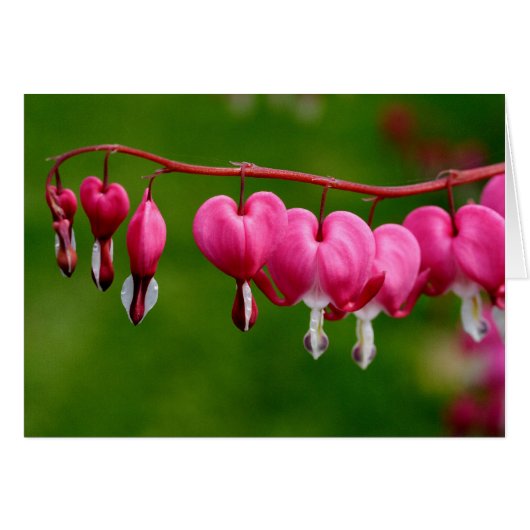 Lamprocapnos spectabilis (Devant horizontal)