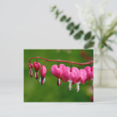 Lamprocapnos spectabilis briefkaart (Staand voorkant)