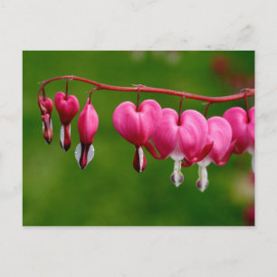 Lamprocapnos spectabilis briefkaart