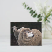 Lams en schapen briefkaart (Staand voorkant)