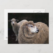 Lams en schapen briefkaart (Voorkant / Achterkant)