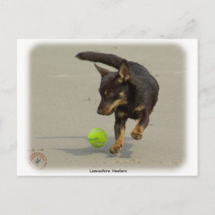 Lancashire Heeler 9R056D-248 Briefkaart