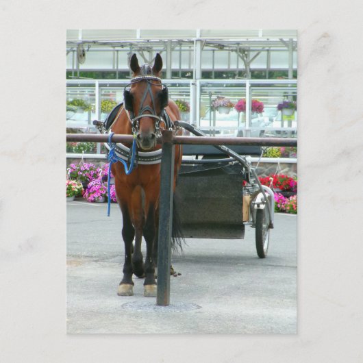 Lancaster Horse Briefkaart (Voorkant)