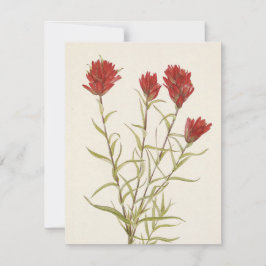 Lanceleaf Paintborstel door Mary Vaux Walcott Notitiekaartje