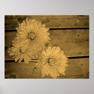 Land Daisies Poster