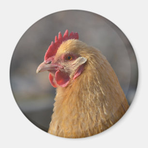 Land Hen Magneet
