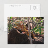 Land Iguana, Noord-Seymour Island, Galapagos Briefkaart (Voorkant / Achterkant)