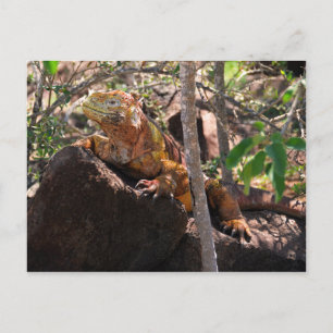 Land Iguana, Noord-Seymour Island, Galapagos Briefkaart