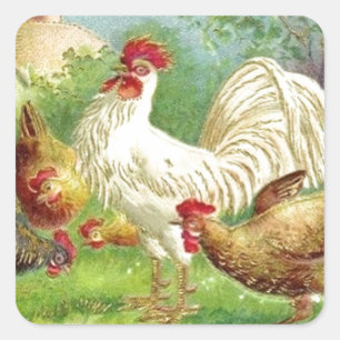  Land Rooster en kippen Vierkante Sticker
