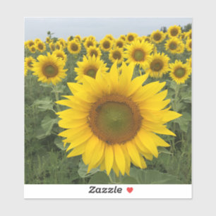 Land Rustige Zonnebloemen Oogst Sticker
