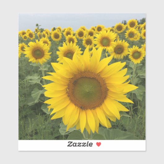 Land Rustige Zonnebloemen Oogst Sticker (Vel)