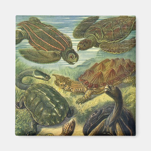  Land Tortoise Zee Schildpadden van Ernst Haeckel Magneet (Voorkant)