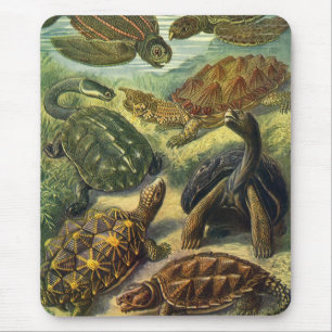  Land Tortoise Zee Schildpadden van Ernst Haeckel Muismat