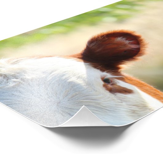 Land witte en bruine Koe in groene weide Foto Afdruk (Hoek)