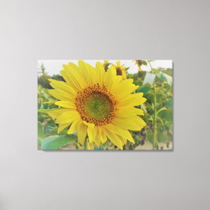 Land Zonnebloem Canvas Afdruk