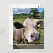 LANDBOUWDIEREN, KOE VAN KUSTSTSTOFFEN BRIEFKAART (Voorkant / Achterkant)