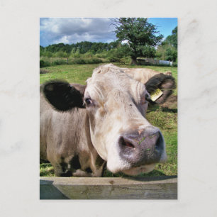 LANDBOUWDIEREN, KOE VAN KUSTSTSTOFFEN BRIEFKAART