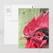 LANDBOUWDIEREN, ROOSTER BRIEFKAART (Voorkant / Achterkant)