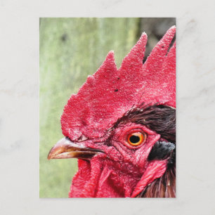 LANDBOUWDIEREN, ROOSTER BRIEFKAART