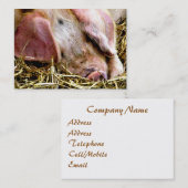 LANDBOUWDIEREN, VARKENS VISITEKAARTJE (Voorkant / Achterkant)