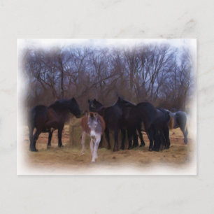 landbouwhuisdieren briefkaart