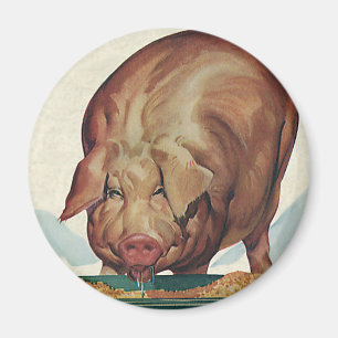  landbouwhuisdieren, varken dat tijdens de dalperi magneet