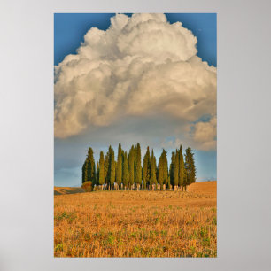 Landelijk Toscane cipressenbomen Poster