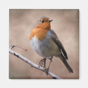 Landelijke Robin Magneet