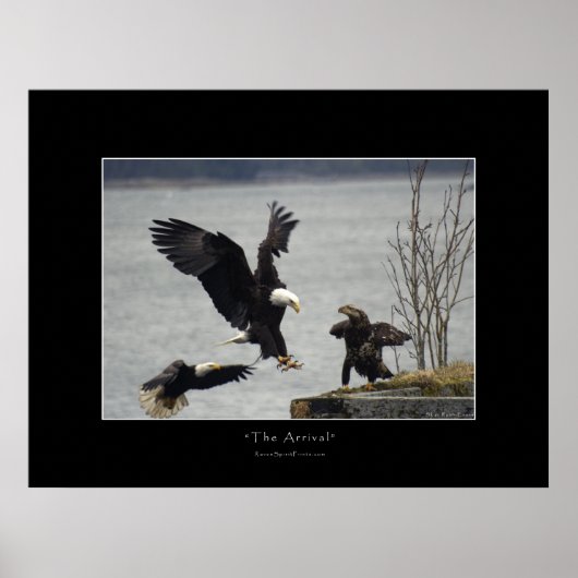 LANDING BALD EAGLE Foto Poster (Voorkant)